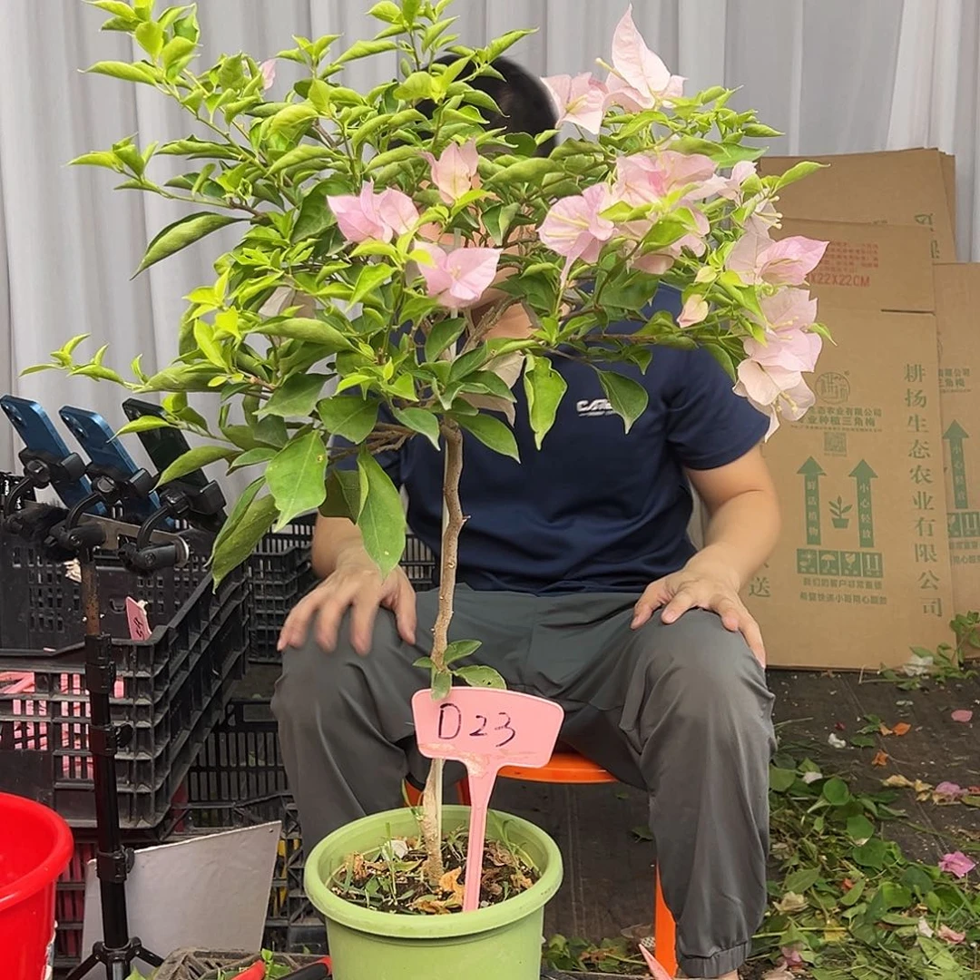 妙***言当前无花栽培后可以开花D23粉天使