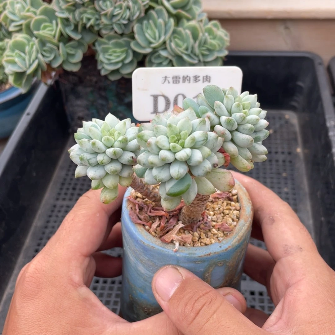 014蓝苹果石化锦不带盆9厘米