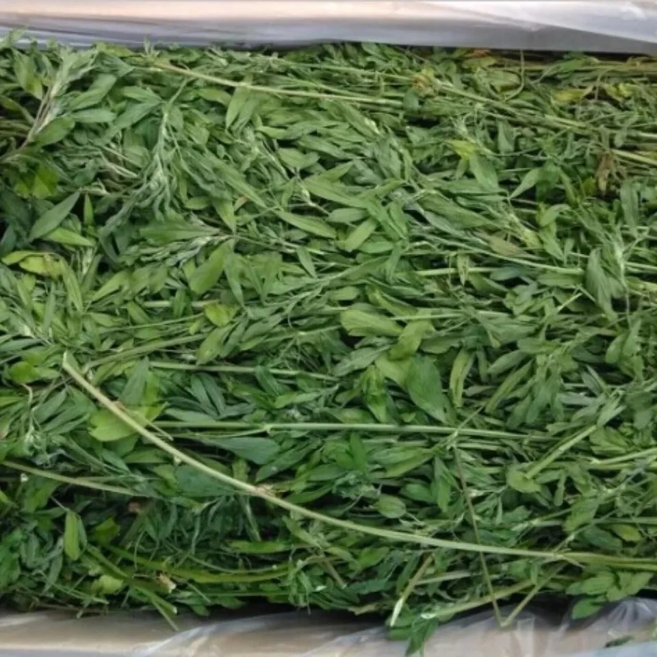 新鲜烘干紫花苜蓿草幼兔龙猫猪食用牧草1kg装