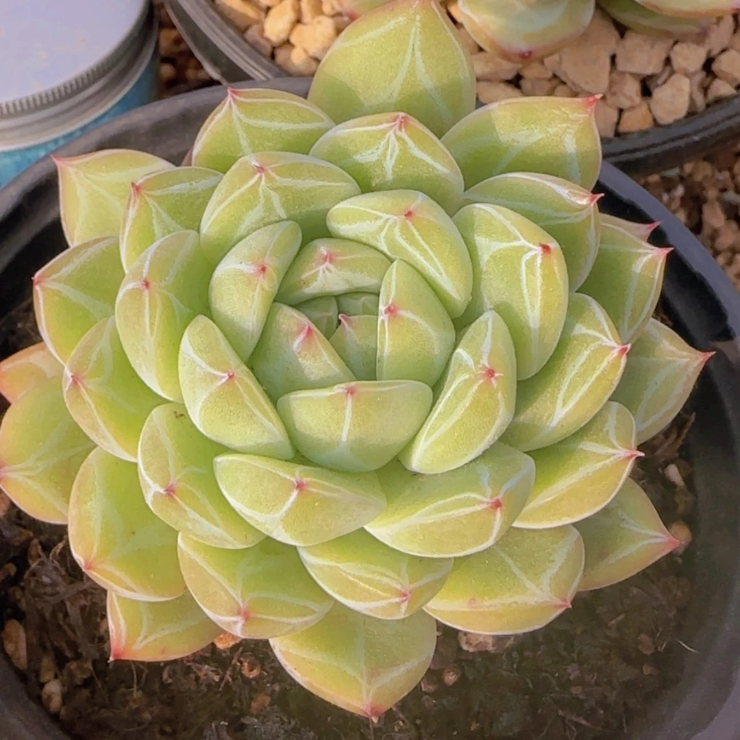 【闪购商品】小雪花珍妮