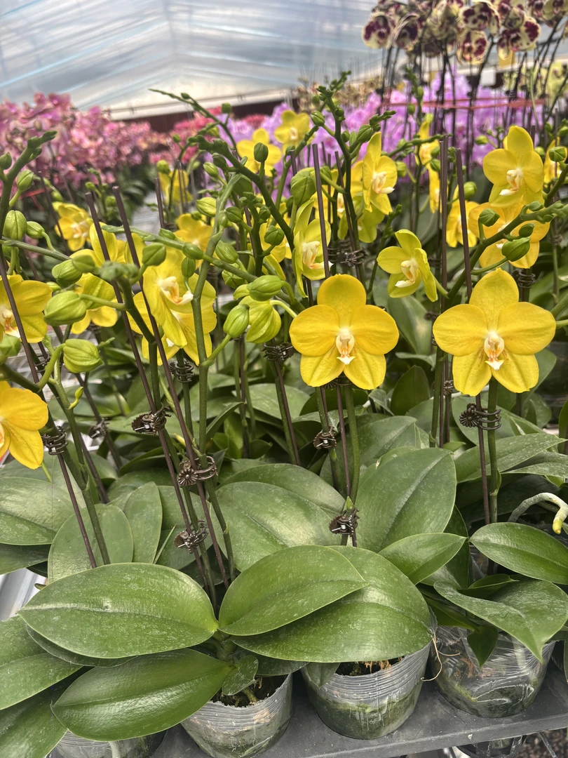 兰屿 LYSLAND【吉祥如意3.0寸】蝴蝶兰鲜花盆栽