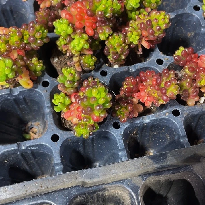 小浆果1元带土发