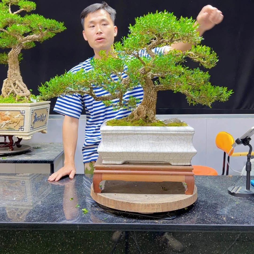 恒*成黄杨盆景老桩四季长青