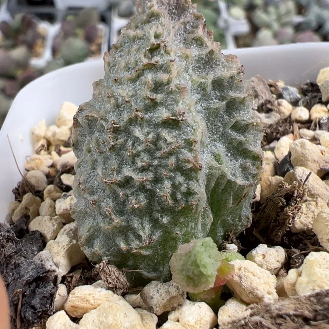 w甘蓝多肉植物水泡