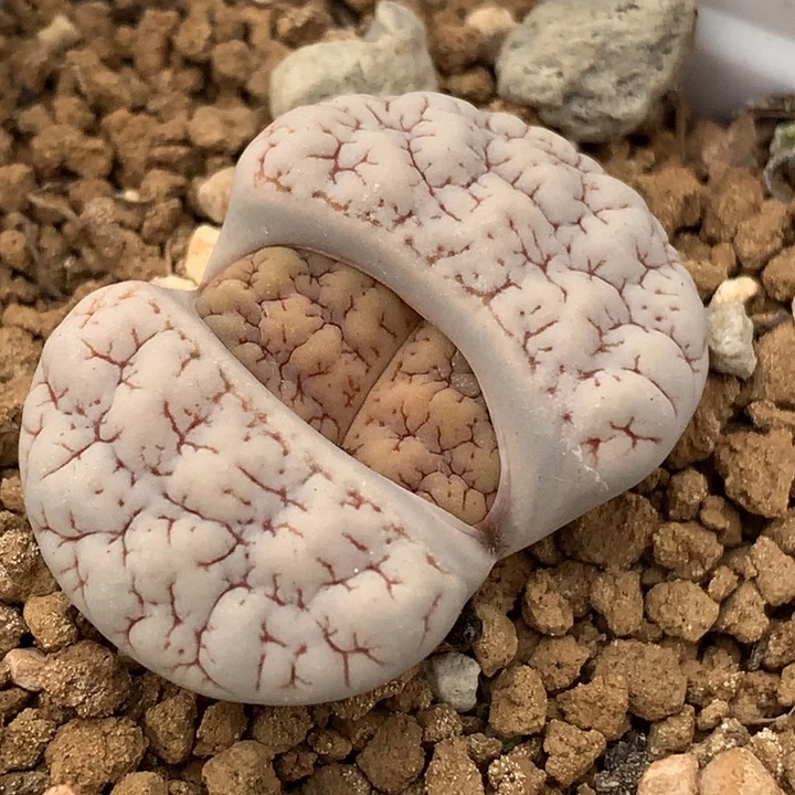 精品多肉植物纯c189