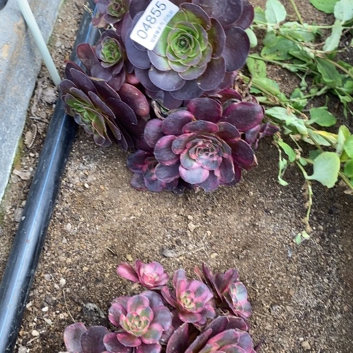 04855海洋七彩多肉植物