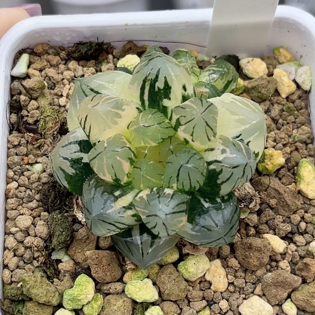 48龙爪玉露锦福利专场
