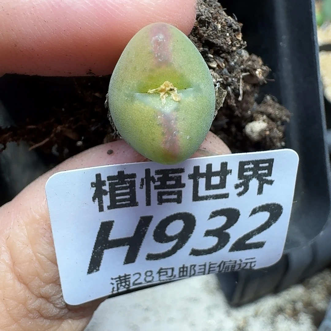 多肉植物的润泽风格和