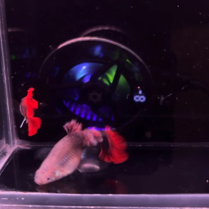 孔雀鱼短板爆绒折扇1对