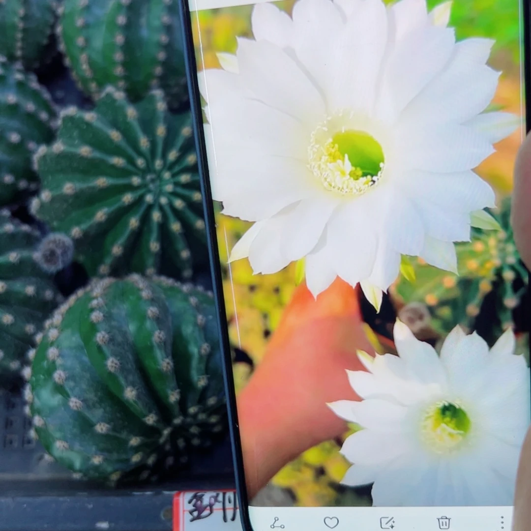 下151金刚11 歪无根侧芽6公分左右20包邮