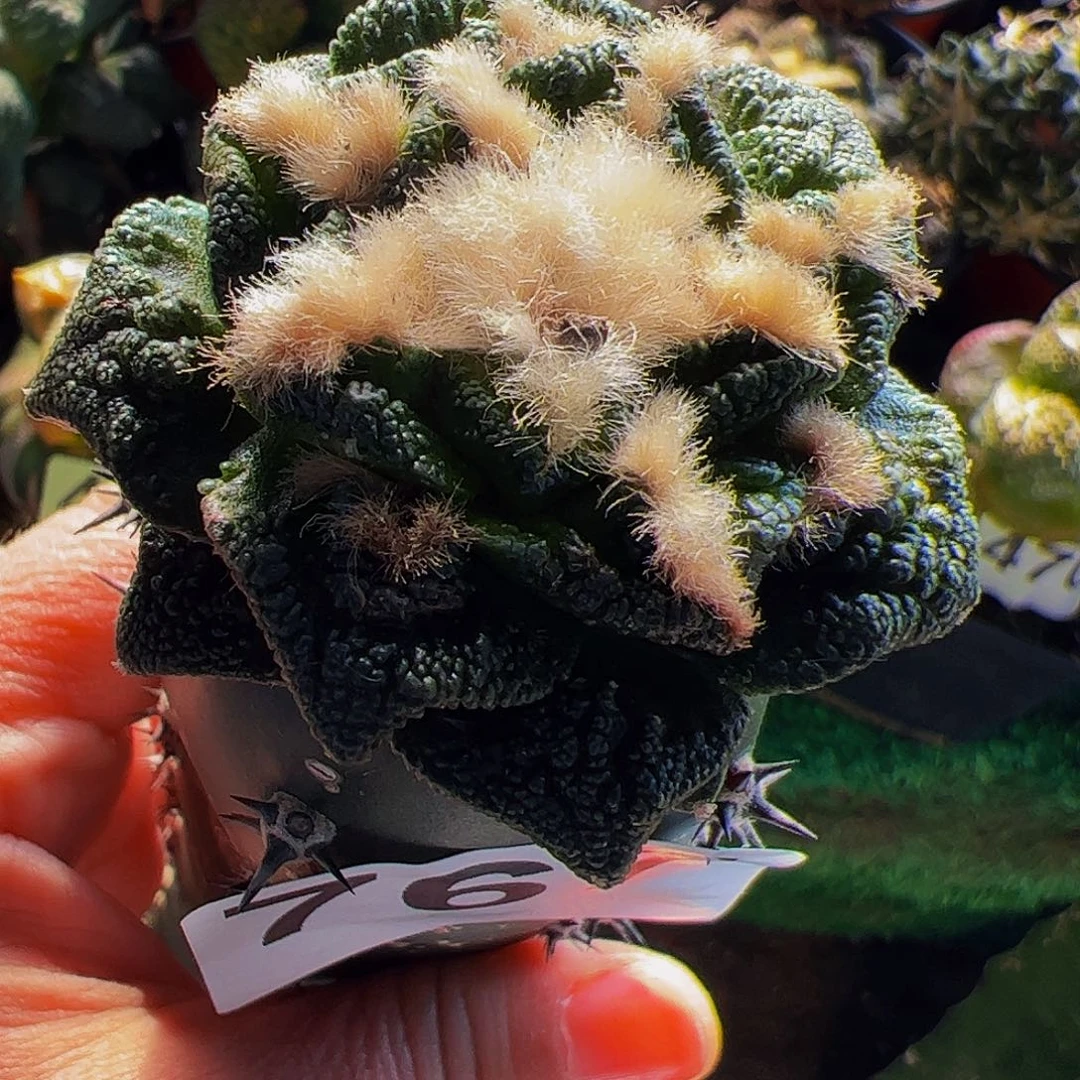 无花朵辛顿黑牡丹767