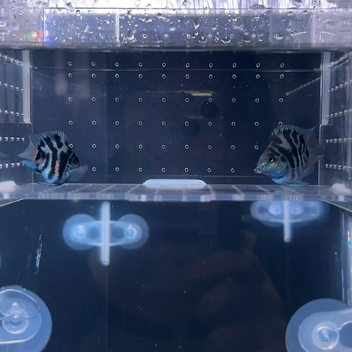 海水鱼精品宝蓝成鱼一对