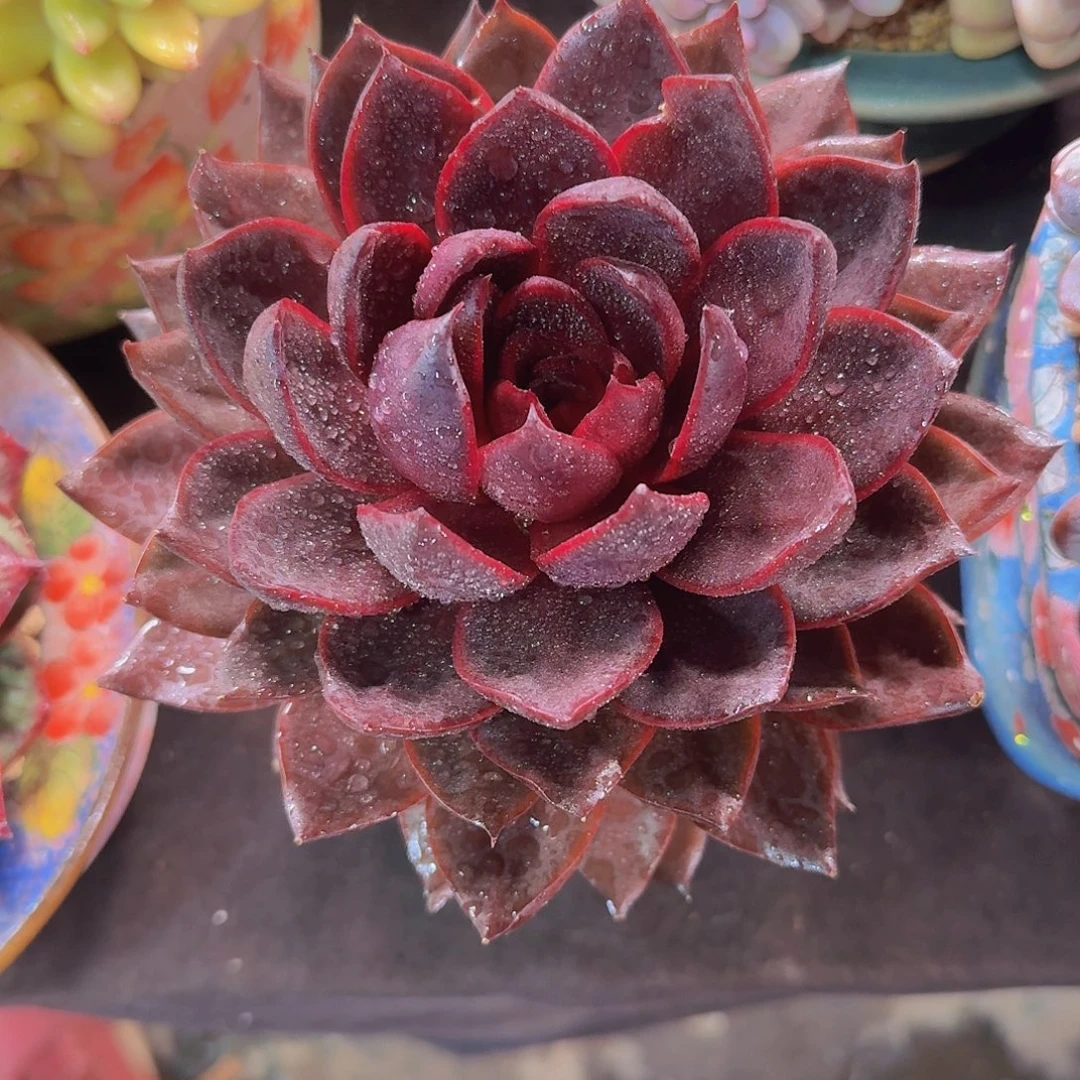 红灯多肉一物一拍