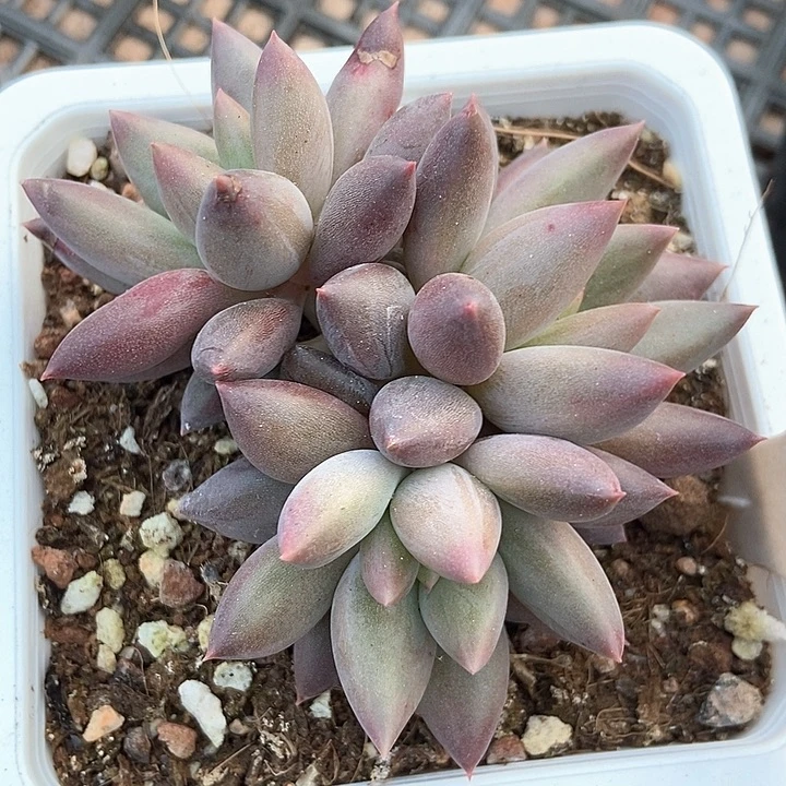 多肉植物车厘子1050