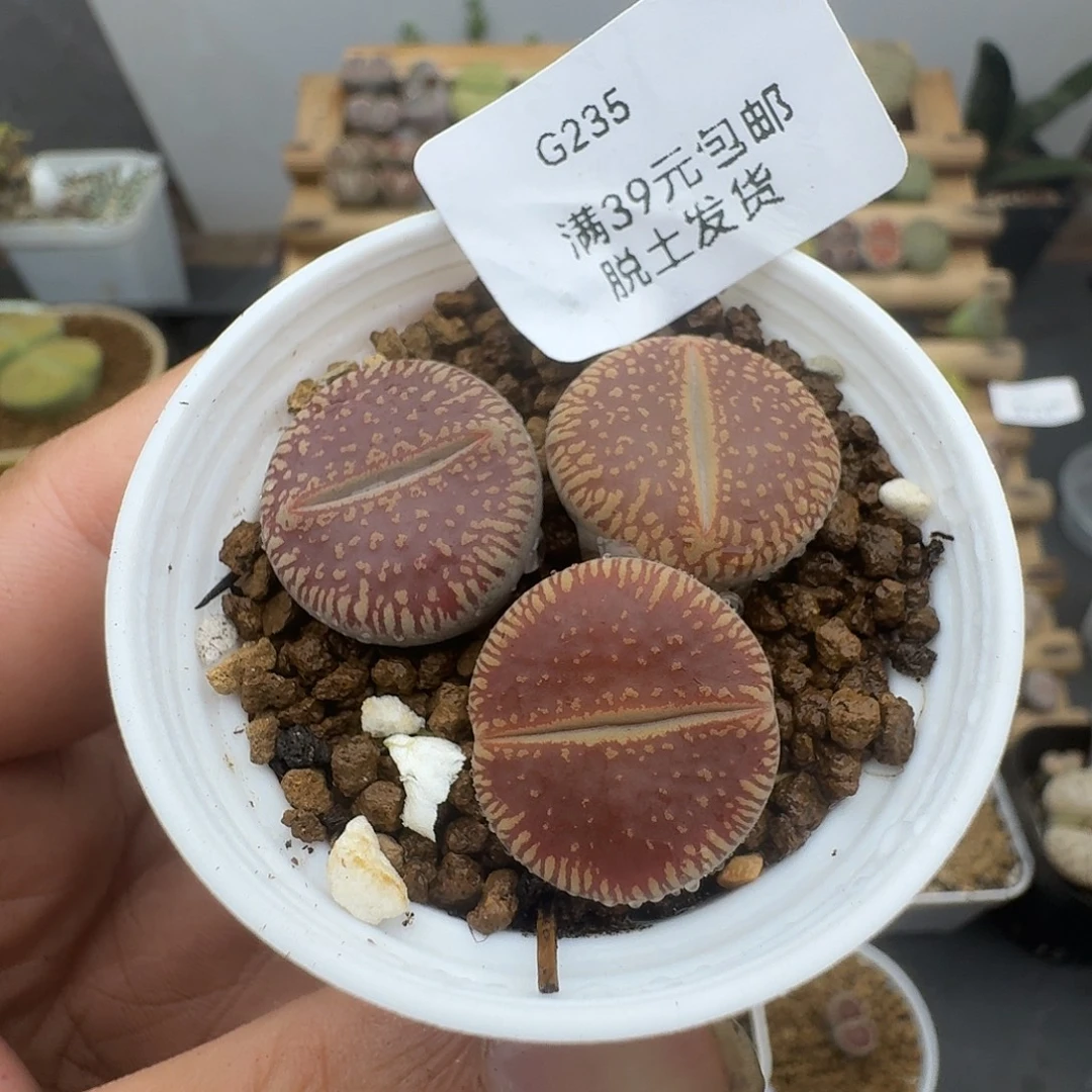 235多肉哈哈哈哈哈哈