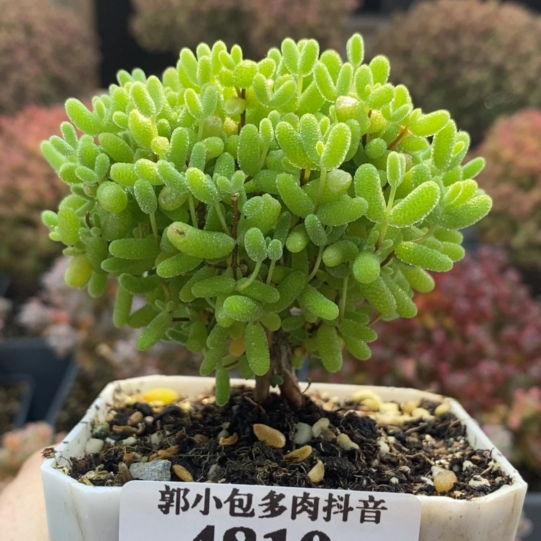 蜜橘糖球4810枝干番杏