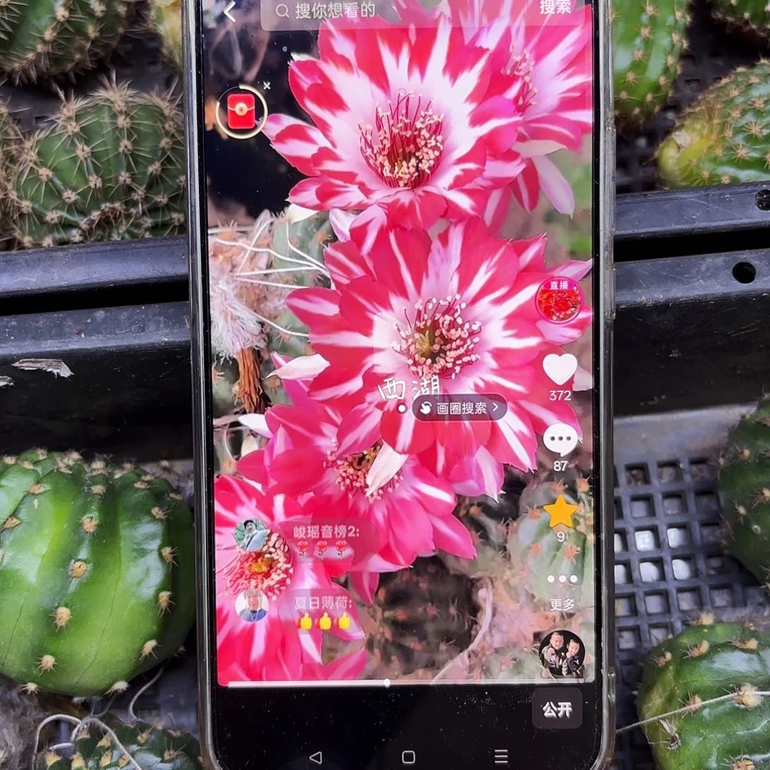 蝉衣丽花侧牙20包邮15