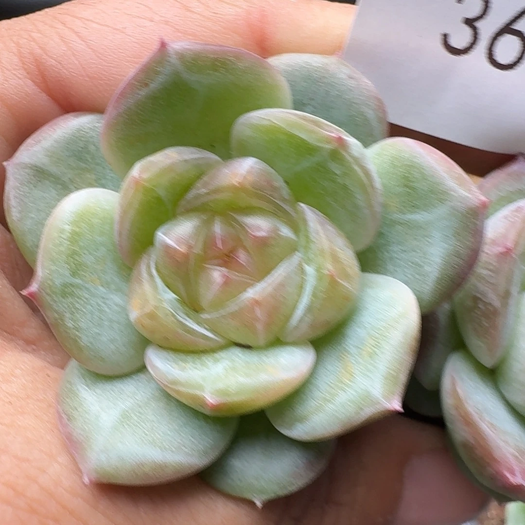 一物一拍一物一拍916-360