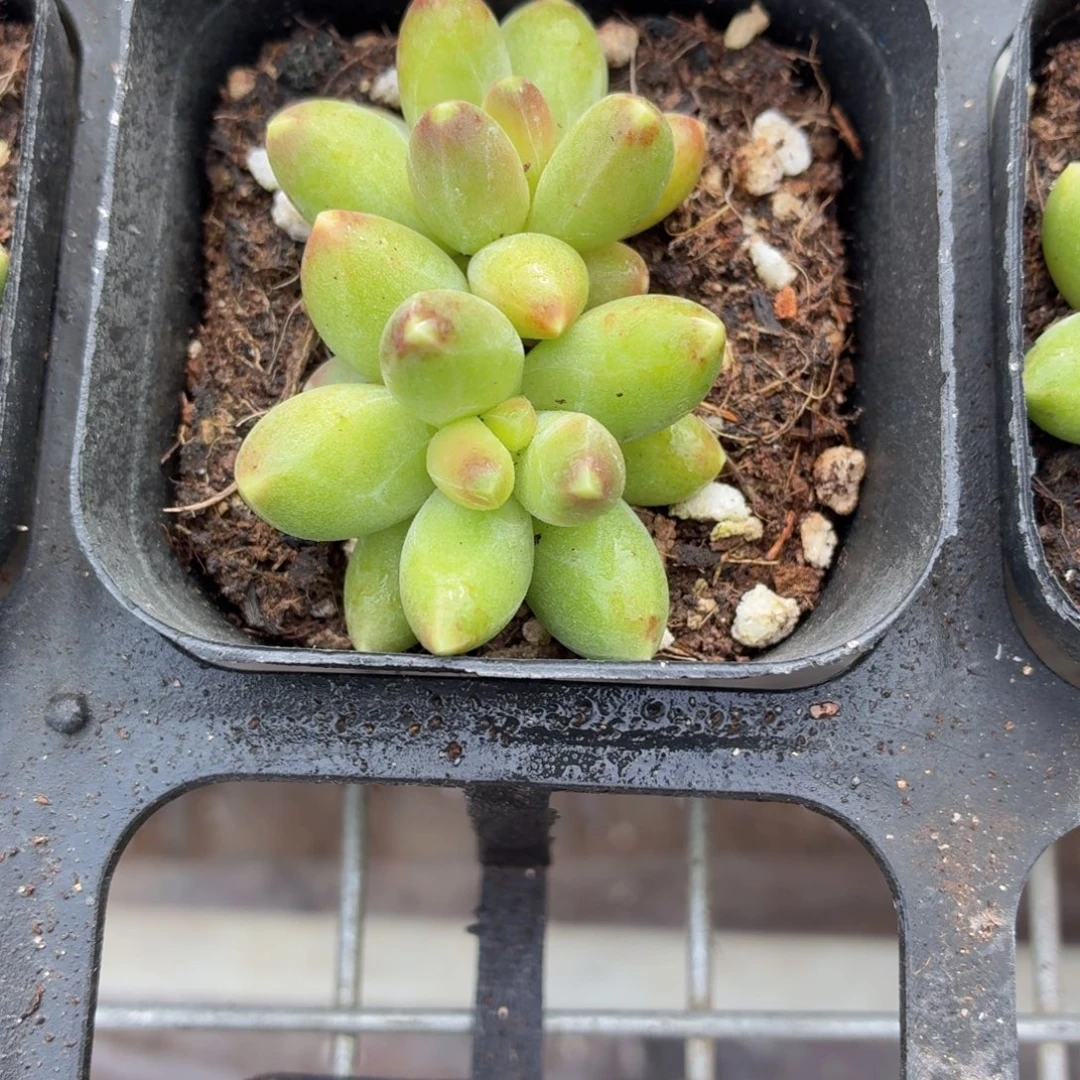 千代田多肉9.9包邮发货