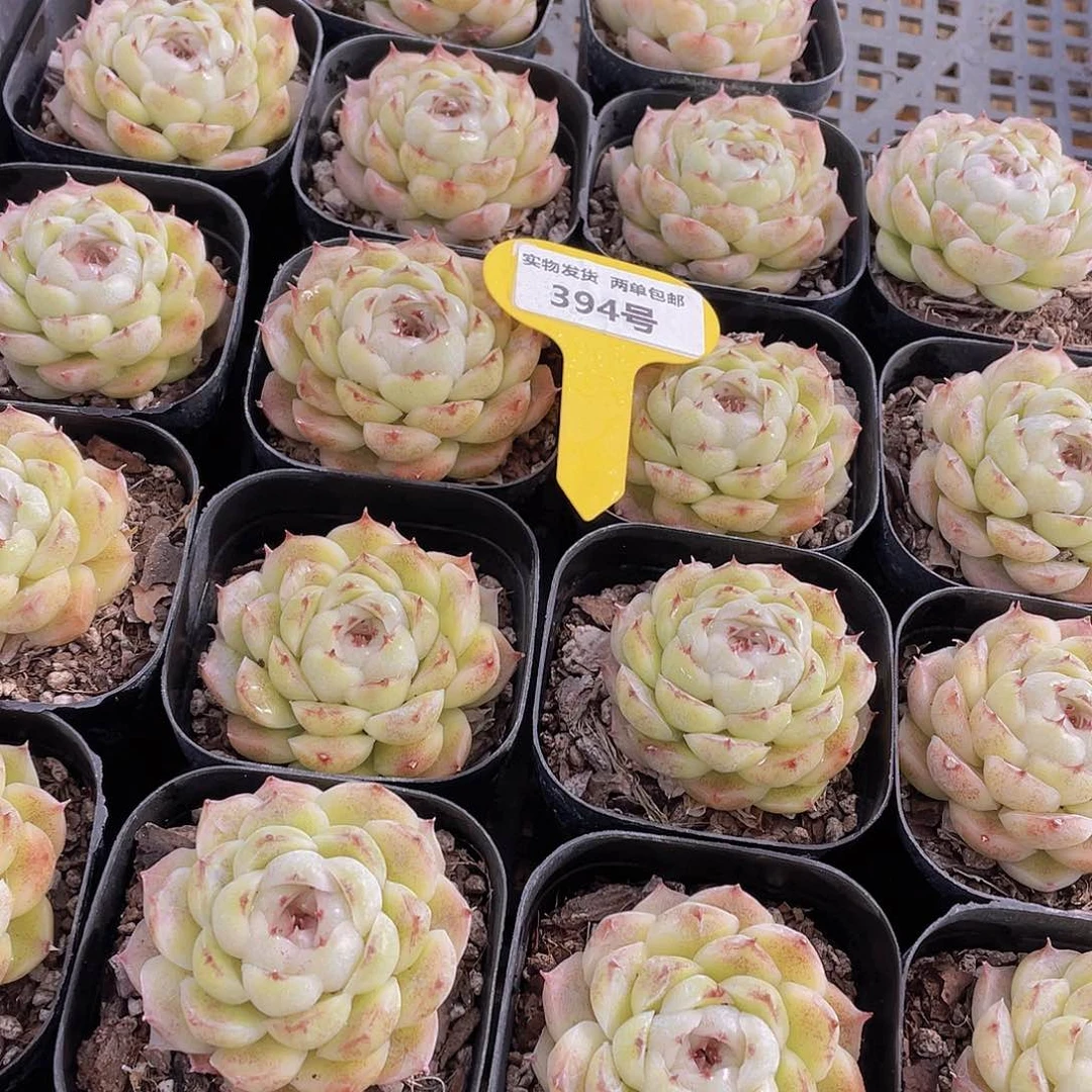 394号 墨白单头一个