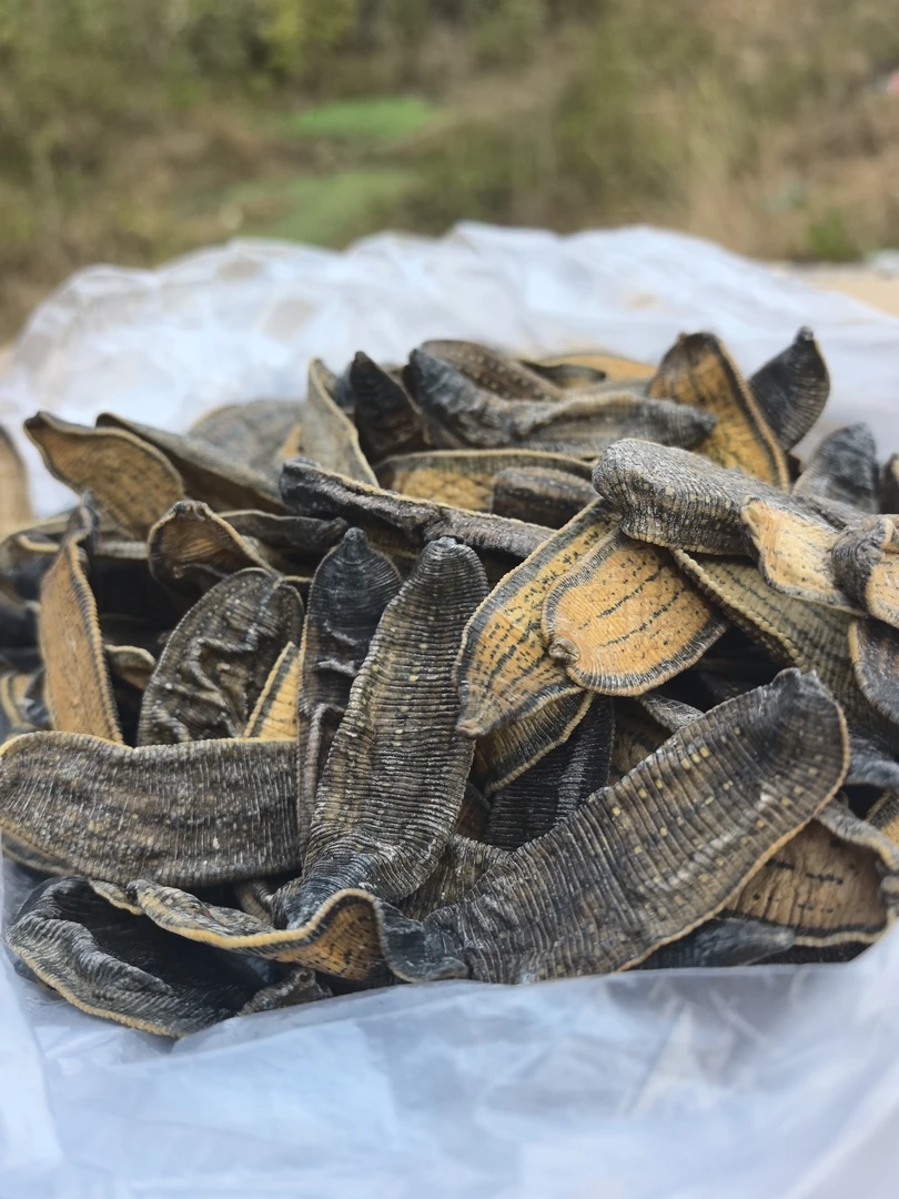 云南深山土特产高山 金边菲牛水蛭