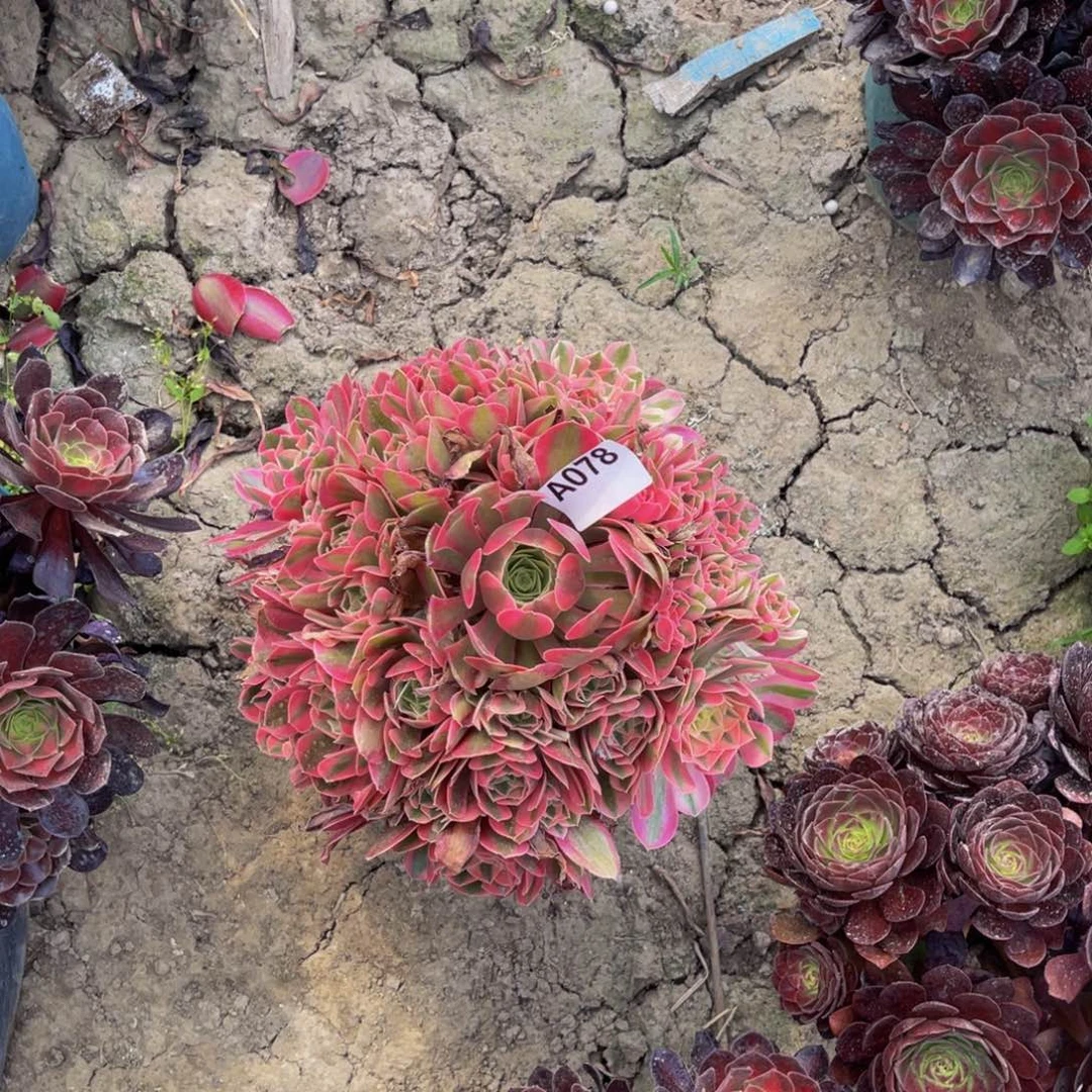 粉女巫法师朵朵5-7