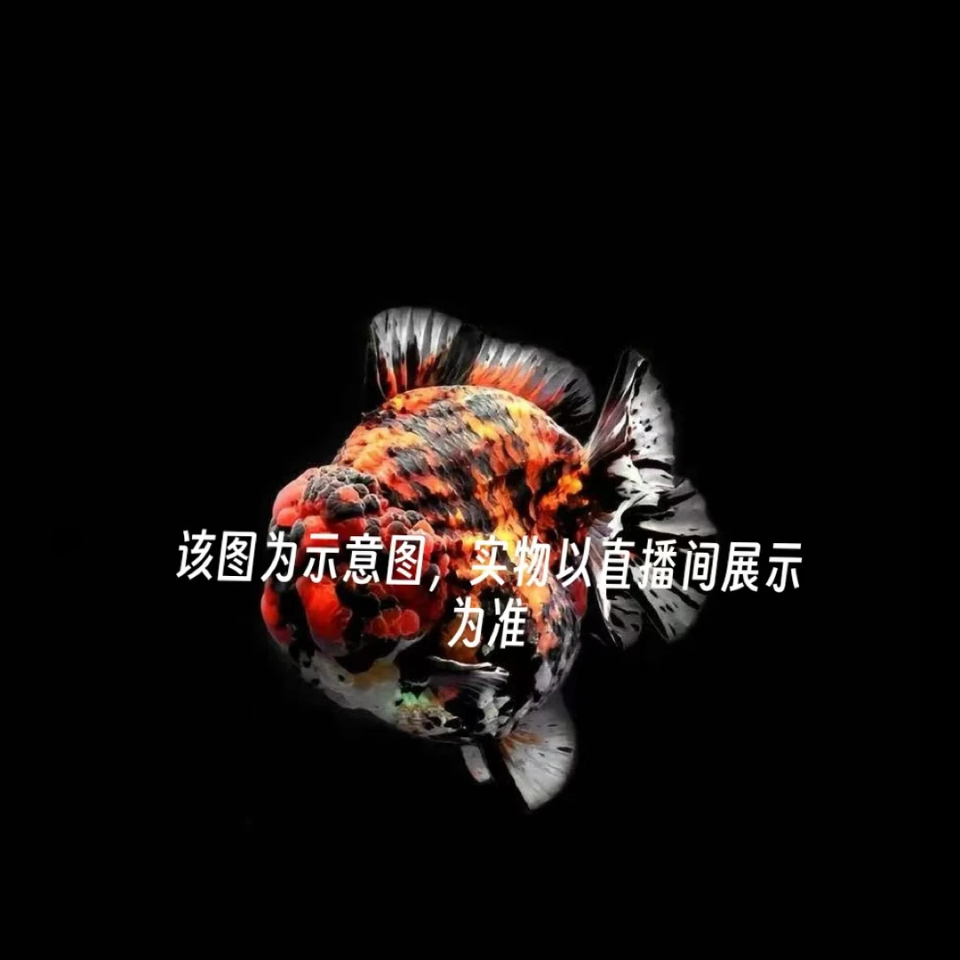 百褶泰狮金鱼冷水耐活观赏鱼入缸不包损好养