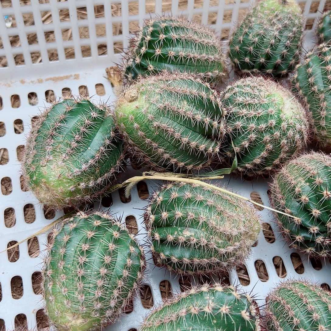 彩草 10个花色 侧芽 不标名字