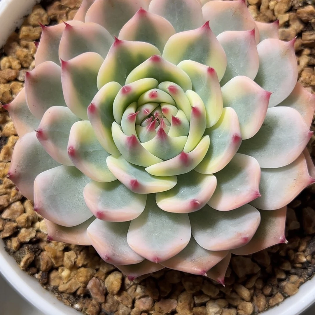 吉娃娃锦多肉植物