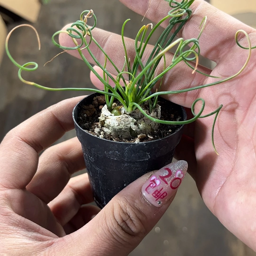 弹簧草单头发货有根发货