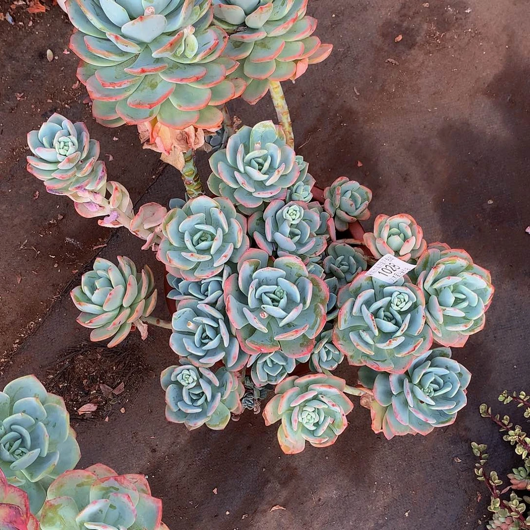 絮     白月光1028