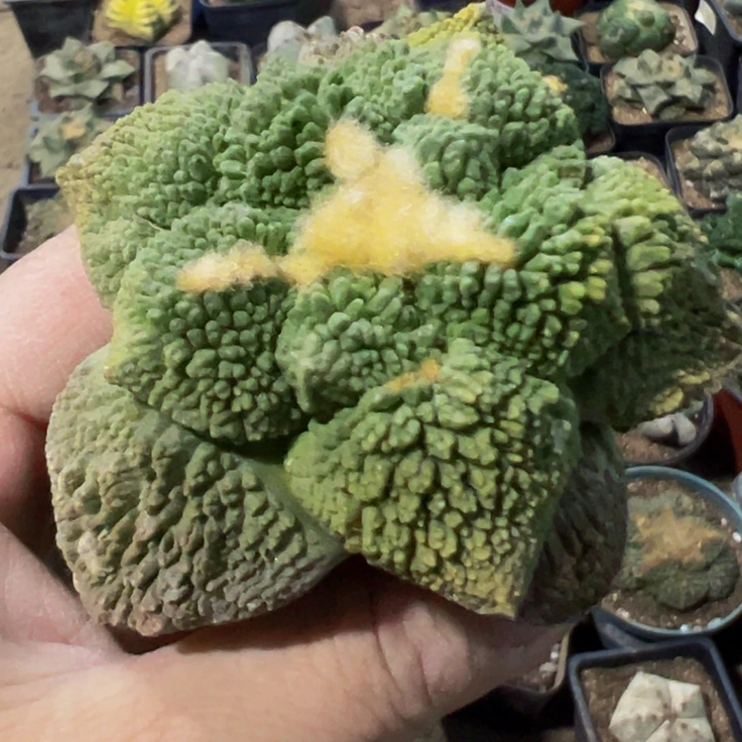 无花朵福利大尤丸尤菜花牡丹锦550