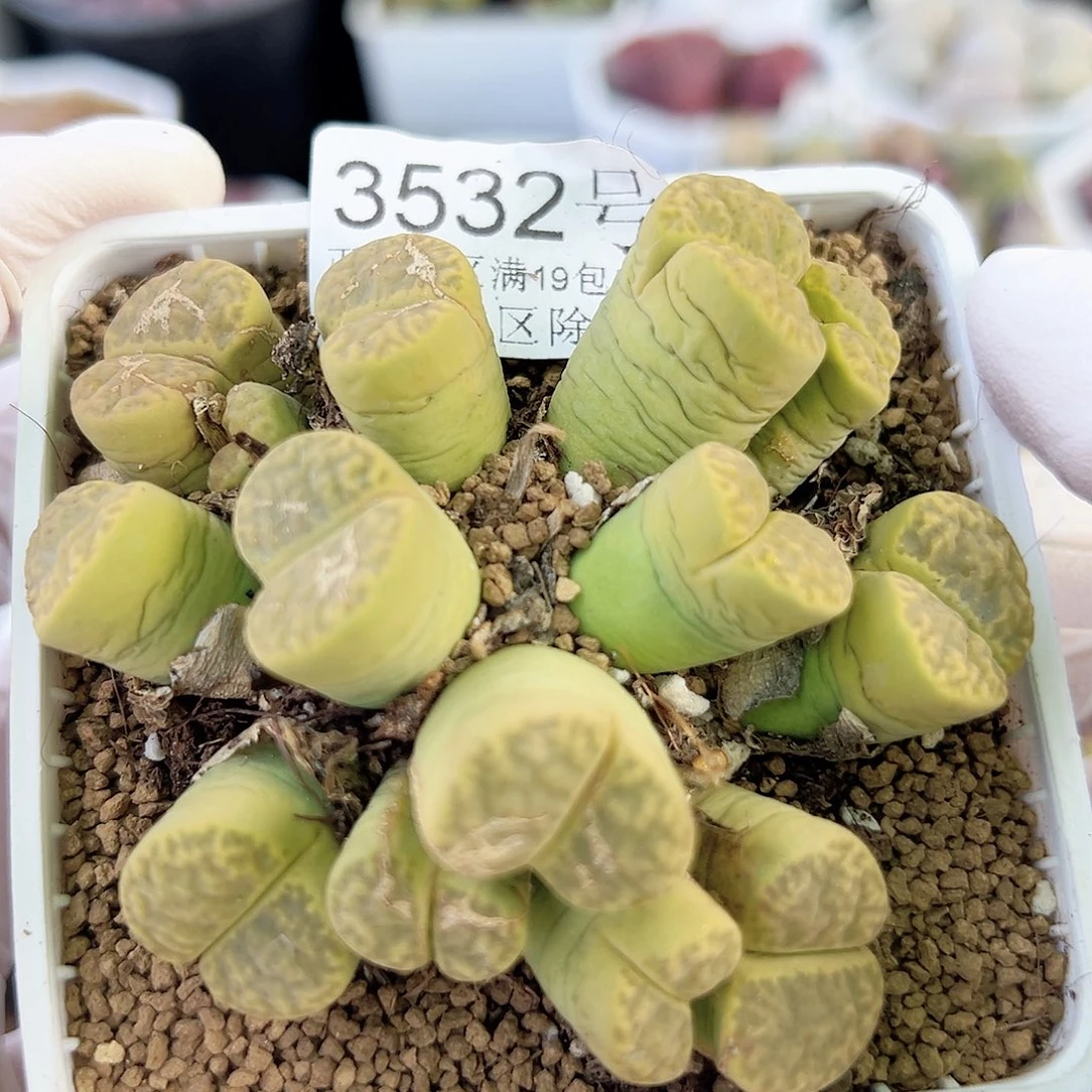3532 好养易活生石花大母本