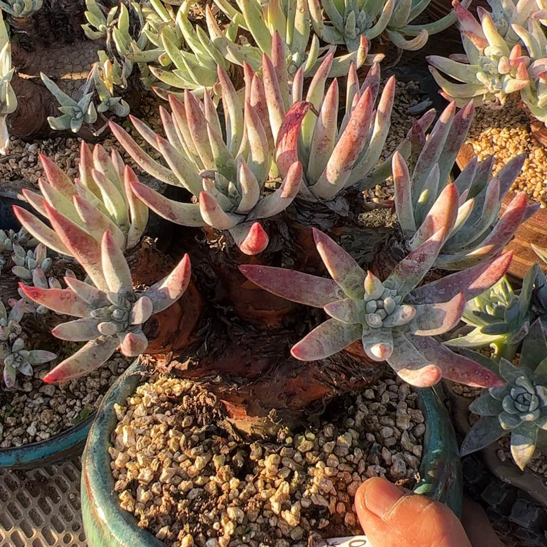 3323海瑟仙女杯多肉