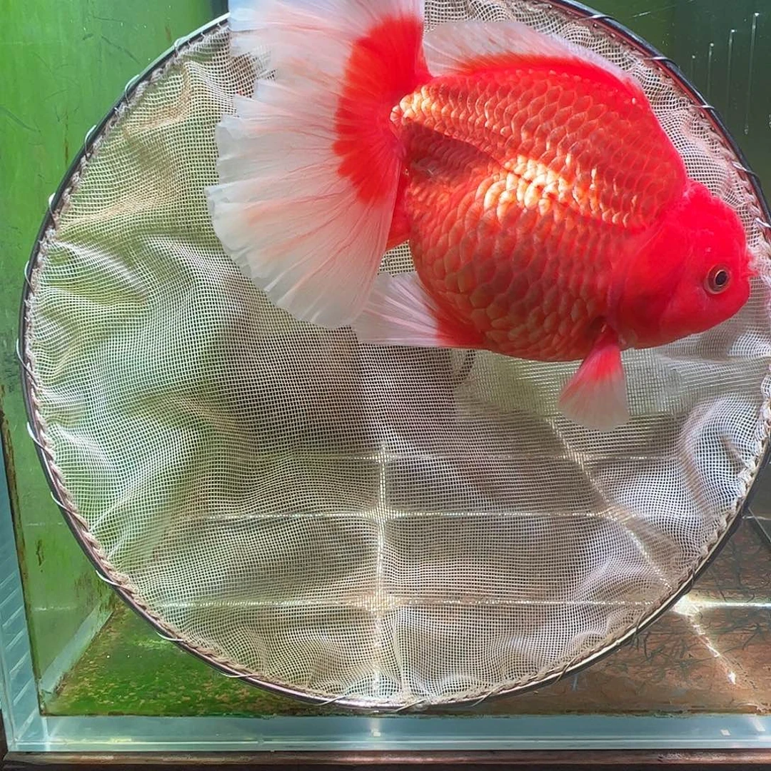 金鱼百褶泰狮压成30