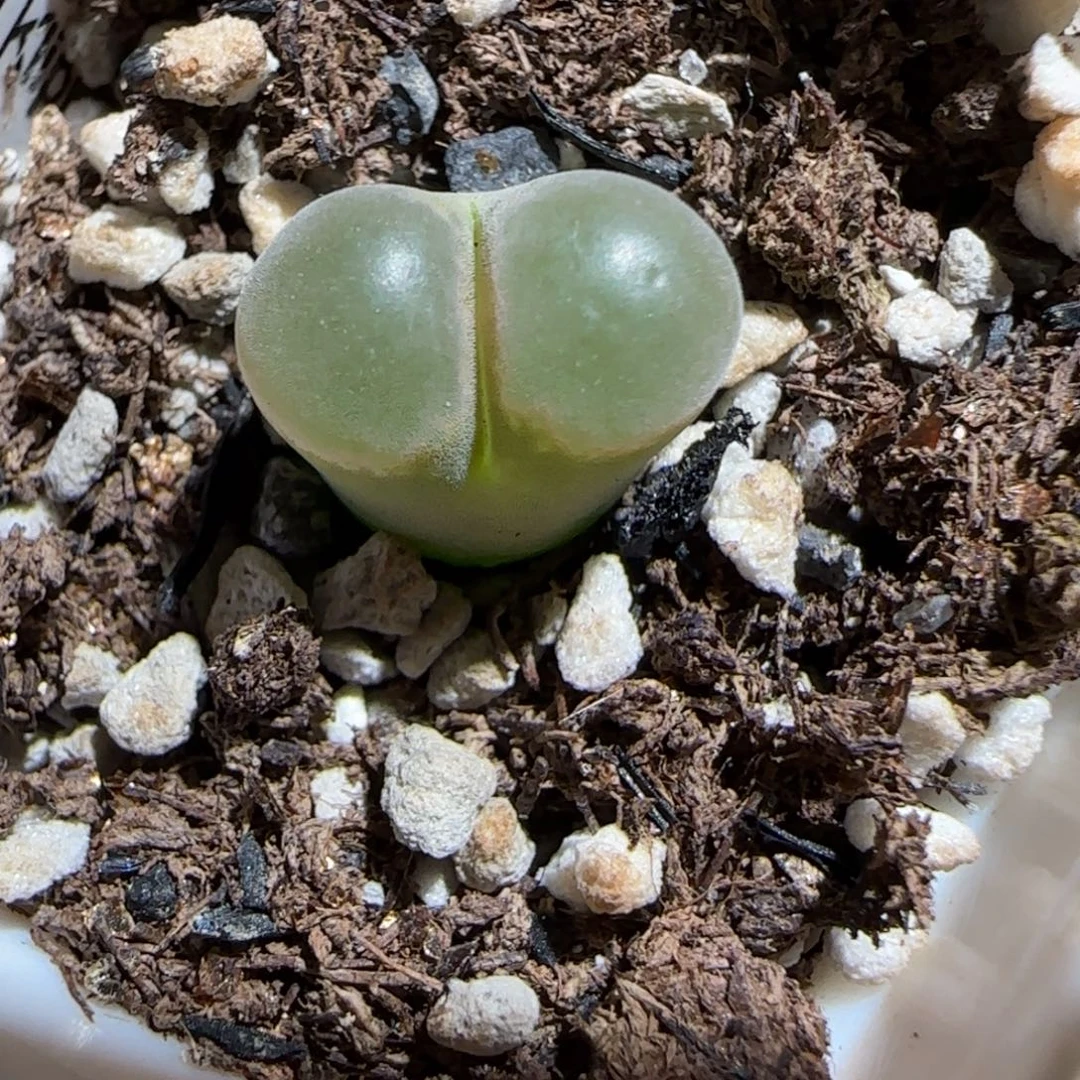 肉锥多肉植物组合-磁铁1157