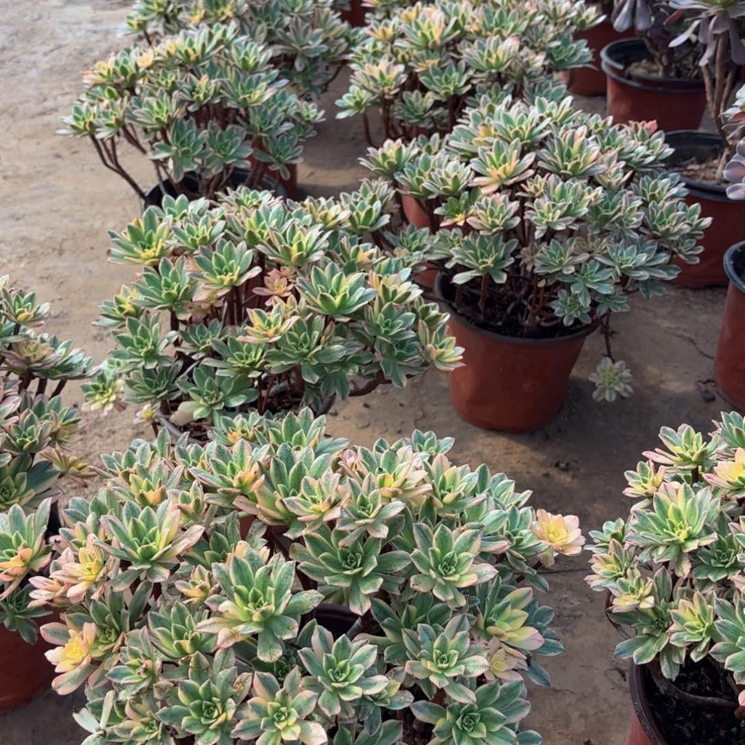 甜茶大15.8多肉植物