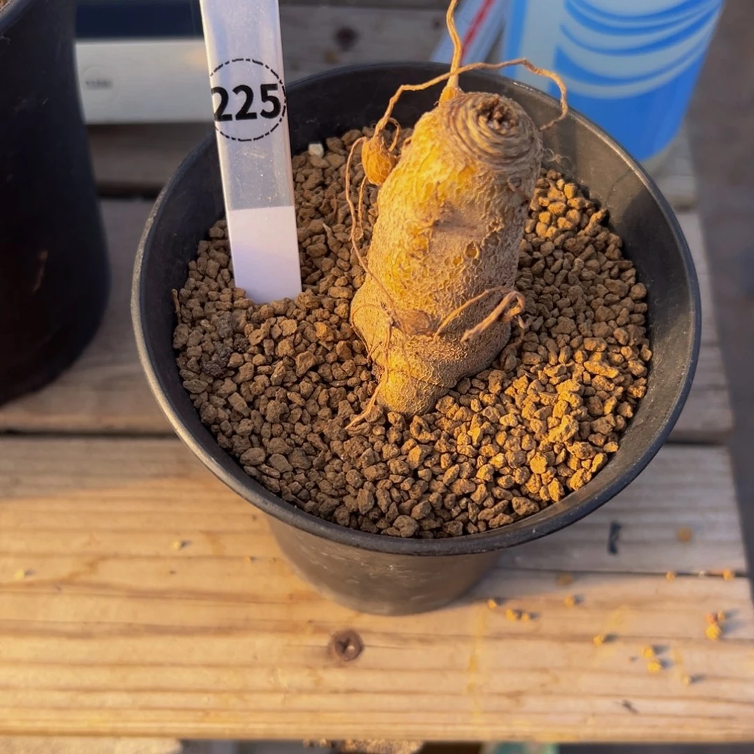 萌*妹鱼骨大戟多肉植物带盆土