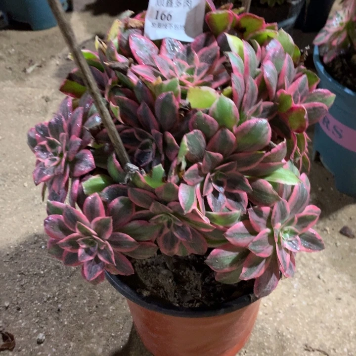 166浣纱多肉植物特价