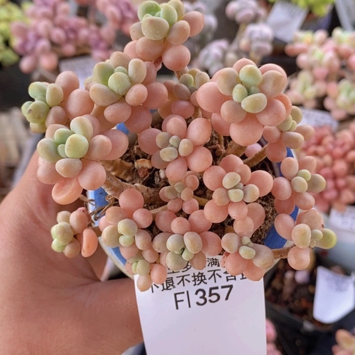 花朵鱼子酱老桩有砍8cm357多肉植物