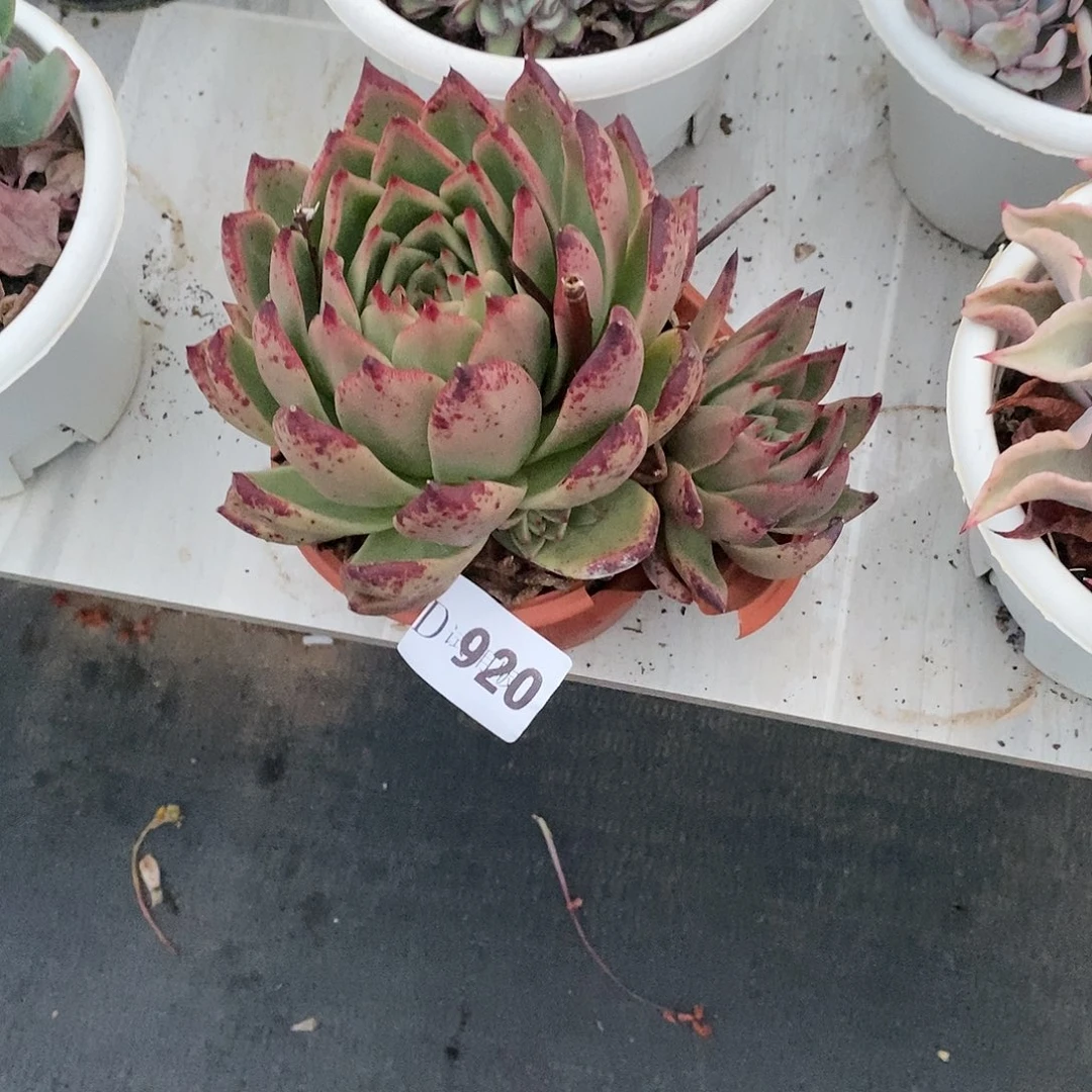 言****920红颜蜜语多肉植物