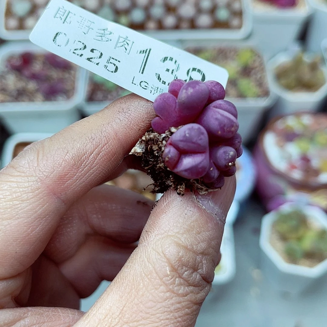 郎哥多肉生石花25-138