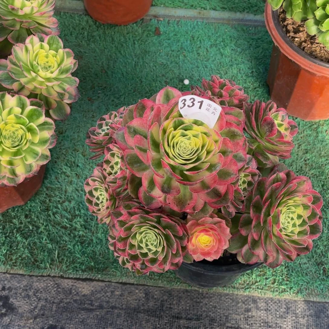 多肉玉滋有断枝000000331