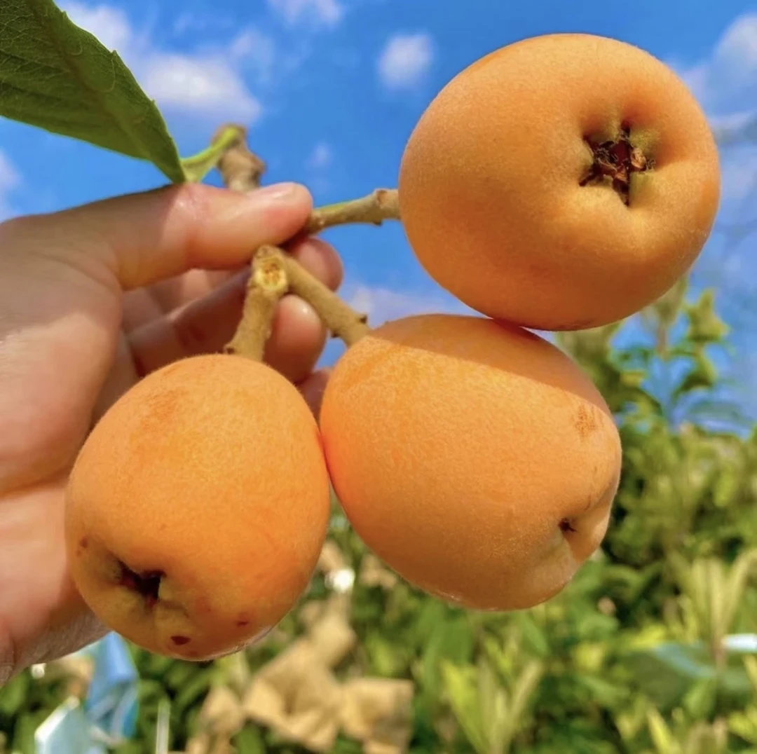 【重庆合川大五星枇杷】只卖品质大果现摘现发当季应季水果黄肉清甜