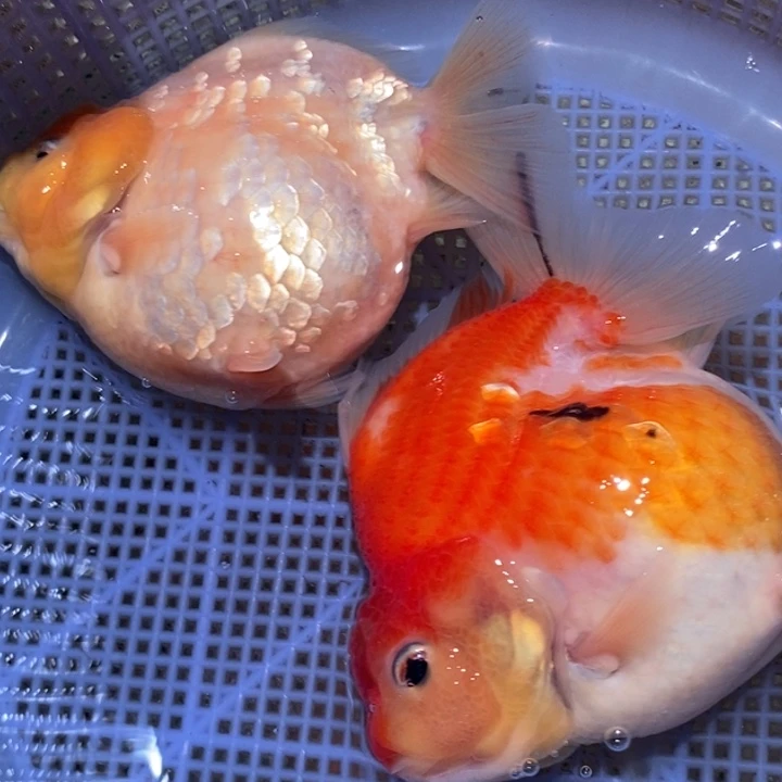 ****️海水短尾将军两条
