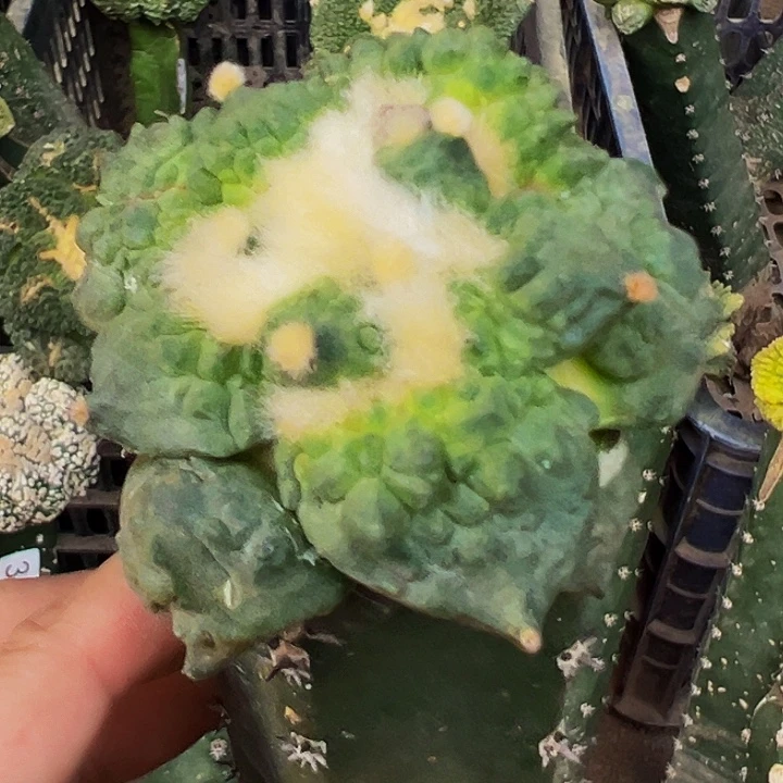 无花朵绣普大尤丸尤村主怒涛牡丹416