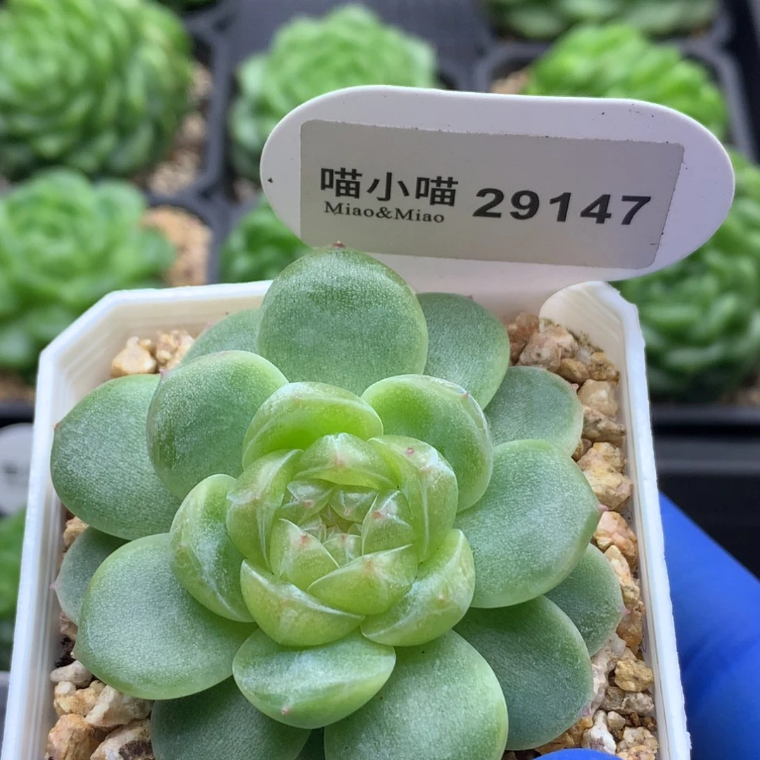 多肉植物杂交珍妮