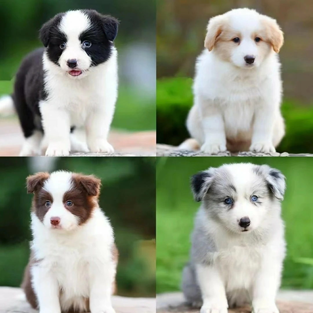 （哇噻）边牧温顺聪明宠物友好大型犬的小边牧超甜版宠物狗狗