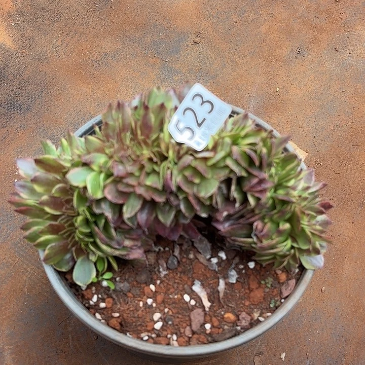 523万家丽缀化诺米多肉法师锦不包侧枝断枝