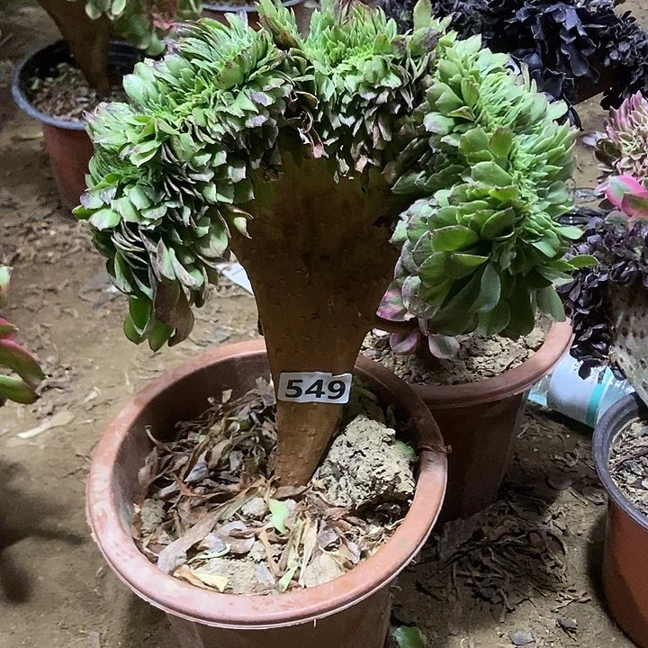 549花月夜缀化老板子法师